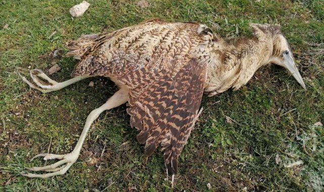 Nesli tükenmekte olan Balaban kuşu kurtarılamadı