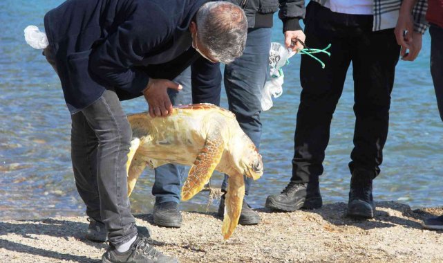 Ölü caretta caretayı görenler şoke oldu