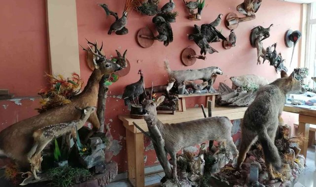 Ölü hayvanların içini doldurup işyerinde sergiliyor