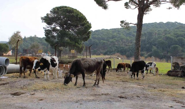 Onlar sadece süt veren inek değil, aynı zamanda ormanları yangınlardan koruyan görevliler