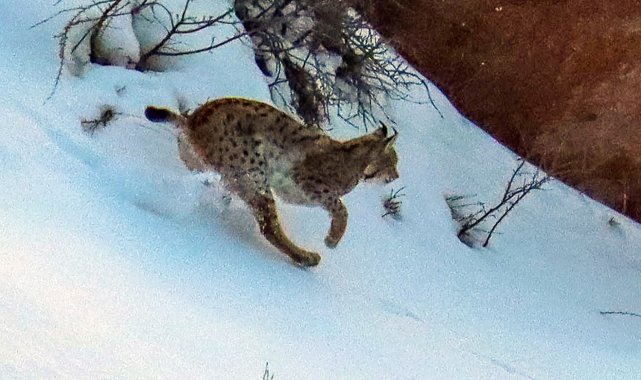Ormandaki hayalet olarak bilinen vaşakların 3&#039;ünü aynı yerde fotoğraflamayı başardı