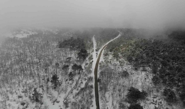 Ormanlık alanda kar ve sisin buluşması ile oluşan görsel şölen