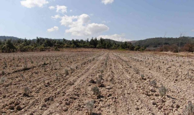 Ortaköy Mesire Alanına lavanta dikildi