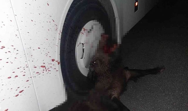 Otobüsün çarptığı domuz, telef oldu