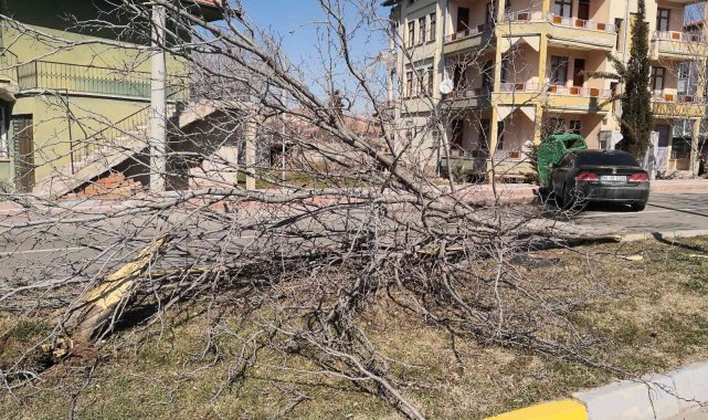 Otomobil refüjdeki ağacı söküp karşı şeritteki çöp konteynerine çarptı
