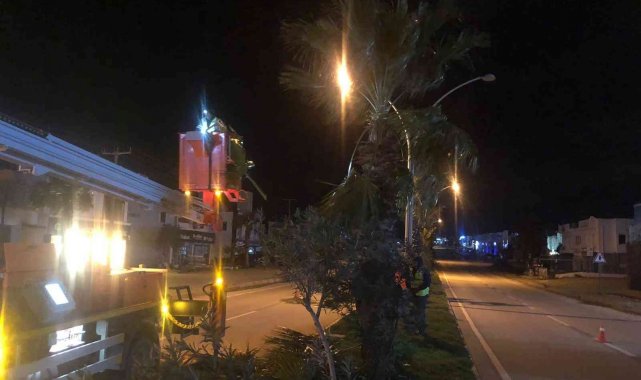 Palmiyeler için gece mesaisi