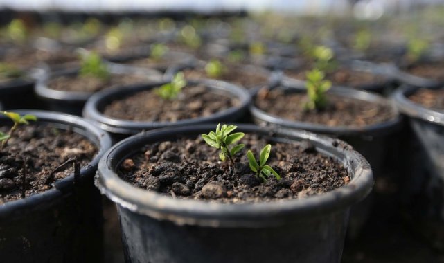 Pamukkale güzelliğini kendi ürettiği bitkilerden alıyor