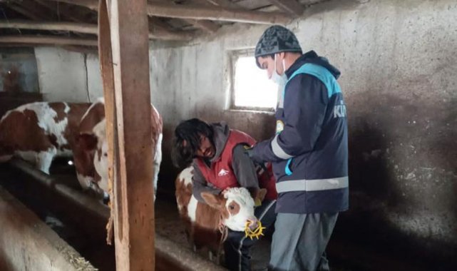 Pazarlar'da büyükbaş hayvanlara şap aşısı yapılıyor