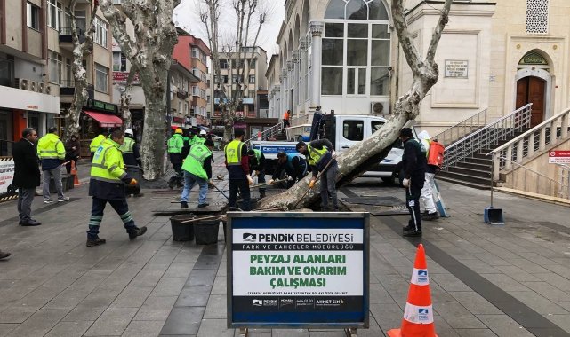 Pendik'te yarım asırlık çınar ağaçlarına baştan aşağı bakım