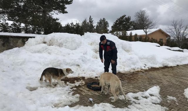 Polis ve jandarma ekipleri sokak hayvanlarını unutmadı