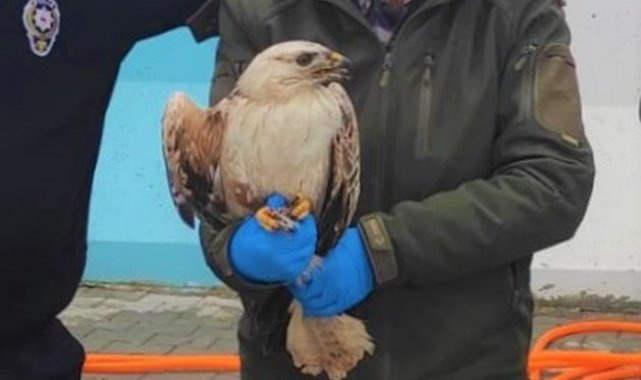 Polisin bulduğu yaralı kartal tedavi altına alındı