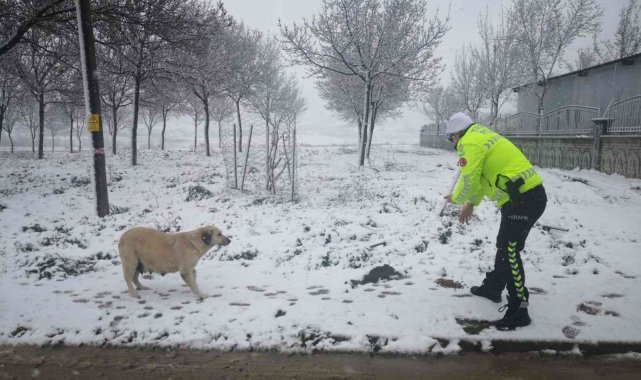 Polislerden sokak hayvanlarına yem