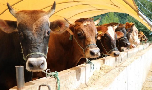 "Kırmızı et fiyatlarının düşmesi için dişi malların kesilmemesi ve girdi maliyetlerinin düşürülmesi gerekir"
