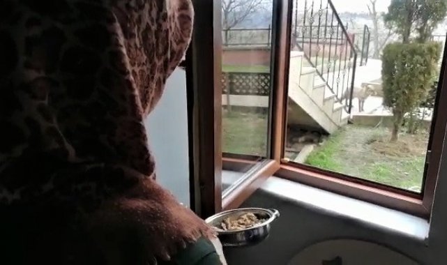 &quot;O benim arkadaşım, uğurum&quot; dediği tilkiyle diyaloğu tebessüm ettirdi