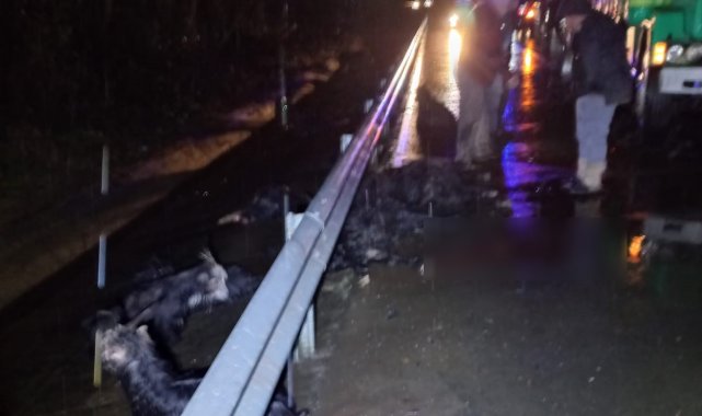 Rize'de Karadeniz Sahil Yolu'na çıkan keçi sürüsüne yoldan geçen araçlar çarptı