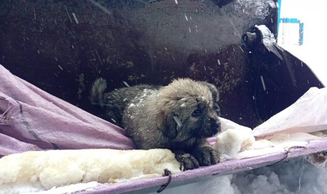 Rize'de keçi yavruları iş makinesinin yardımıyla kurtarıldı