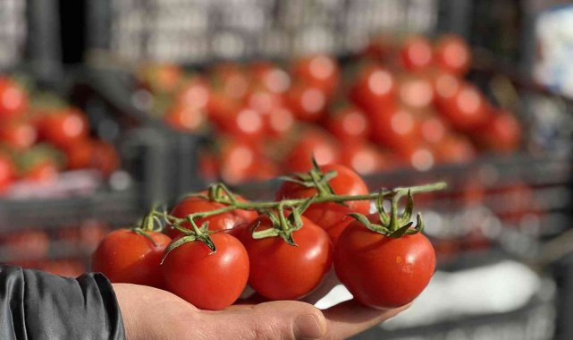 Rusya-Ukrayna savaşı domates ve salatalık fiyatlarını düşürdü