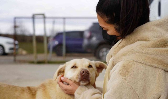 Sadakatin böylesi: Tedavi olduğu barınağa geri döndü