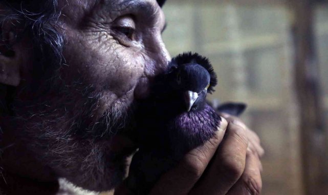 Sahibinin ömrünü uzatan güvercin: Kelkit Tepelisi