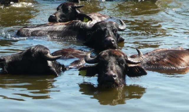Samsun 23 bin 'manda' sayısı ile Türkiye'de 1. sırada
