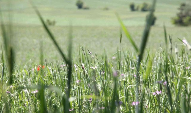 Samsun&#039;un kaba yem ihtiyacı 1,2 milyon ton
