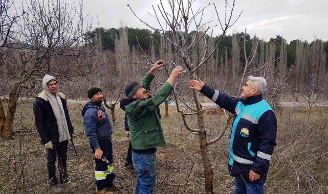 Şaphane&#039;de meyve üreticilerine budama teknikleri eğitimi