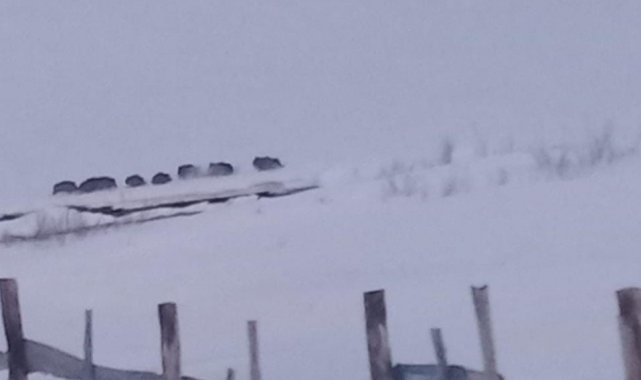 Sarıkamış&#039;ta aç kalan domuz sürüsü köye indi