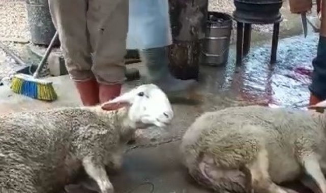 Savaş bitsin diye 40 koç kesti