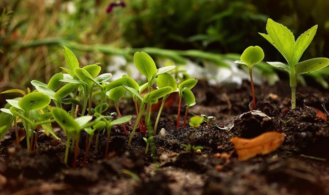 Şehirde tarım uygulamaları yaygınlaşacak