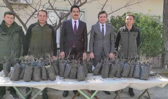 Selendili üreticilere hünnap fidanı dağıtıldı