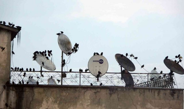 Sığırcık kuşları çatılarda ilginç görüntüler oluşturdu