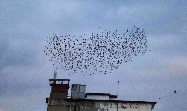 Sığırcık kuşlarının gün doğumu dansı görenleri mest etti