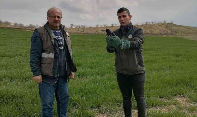 Siirt&#039;te yaralı bulunan kuzgun tedavisinin ardından doğaya salındı