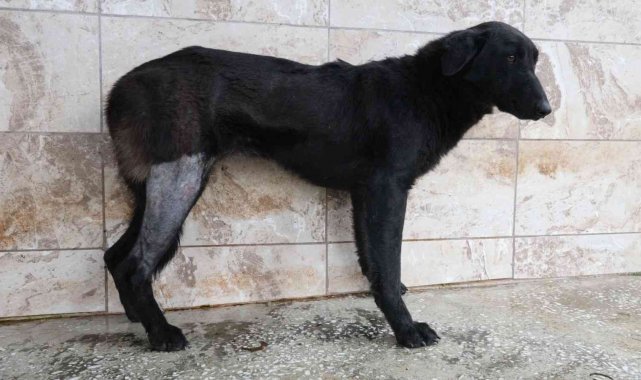 Silahla vurularak yaralanan köpek Patilik&#039;te iyileşti