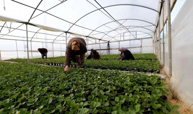 Silifkeli kadınların saksıda ürettikleri çilek fideleri zincir marketlerde satılacak