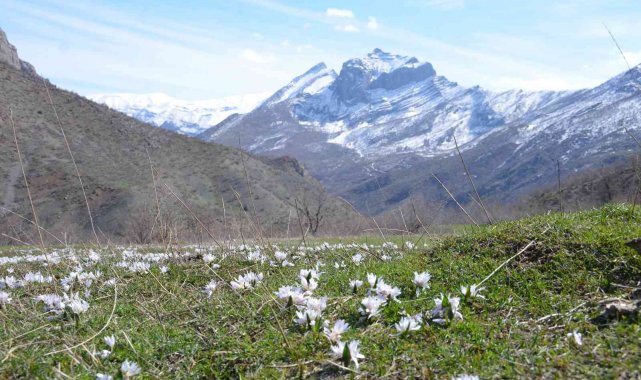 Şırnak dağlarına baharın habercisi kardelenler çiçek açtı