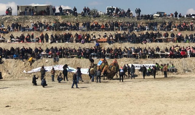 Soğuğa rağmen deve güreşleri nefes kesti