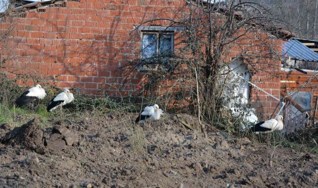 Soğuktan etkilenen leyleklere belediye ve veteriner kontrolü