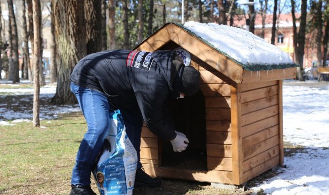 Sokak hayvanları için yemleme çalışması yapıldı