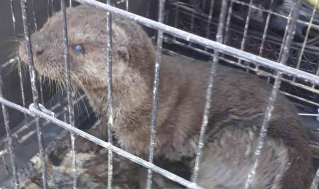 Sokak köpeklerinin yaraladığı su samuru tedavi edildi
