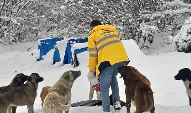 Sokaktaki canlar aç kalmıyor