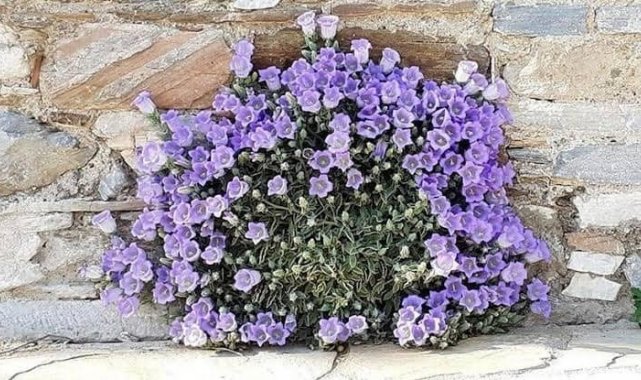 Söke'nin doğal süsü, koruma altına alınacak