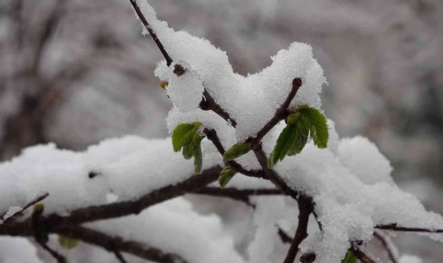 Soydan: &quot;Şuan için zirai don yok ancak risk devam ediyor&quot;