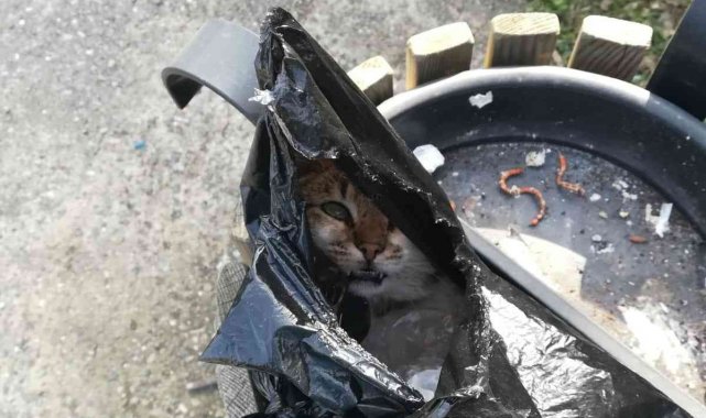 Spor yapmaya geldiler, çöpde gördükleri manzara karşısında büyük şok yaşadılar