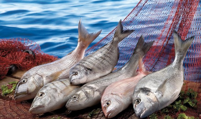 Su ürünleri ve hayvansal sektörü ihracatta 3,5 milyar doları geçti