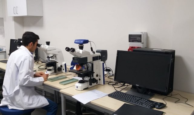 SUBÜ'nün çalışmalarıyla fındıkta tozlanma meselesi çözülecek