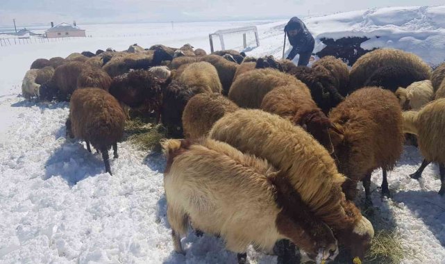 Süphan Dağı eteklerinde zorlu hayvancılık