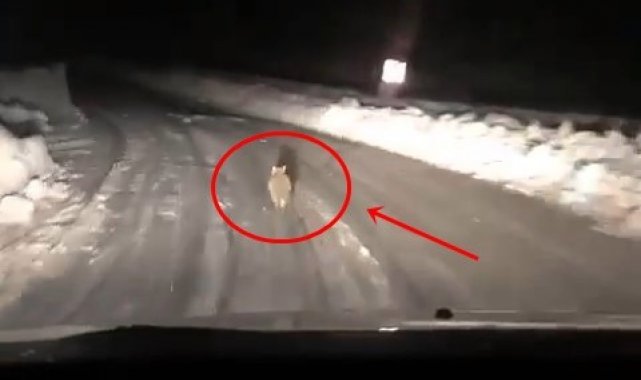 Taksicinin yoldan çıkmayan tilki takibi gülümsetti