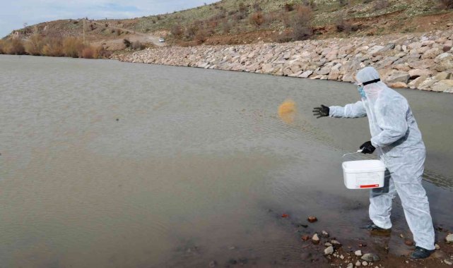 Talas'ta sinek ve haşerata erken önlem
