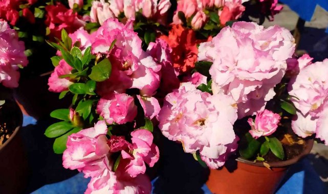 Tarihi Salı Pazarı çiçeklerle renklendi